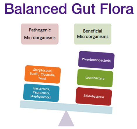 balanced gut flora